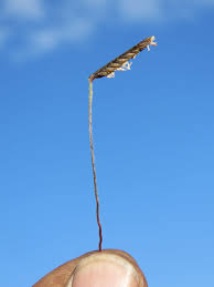 Image result for Microchloa