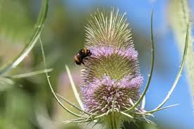 It goes to show that while they have their favourites, bees will take pollen and nectar where they can get it, and it doesn't matter whether the plants are native to the uk or not. 8 Plants To Attract Bees To Your Garden