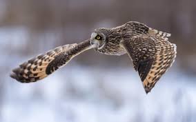 Short Eared Owl Hunting