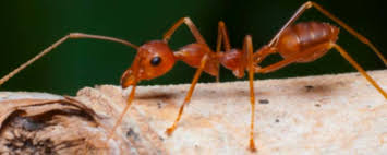 Les Fourmis Rouges Qui Sont Elles Et Comment S En Debarrasser Insecticides Kapo