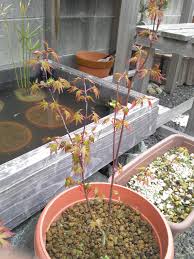 もみじの育て方 芽かき 剪定 針金掛け 春が来る前にするべきこと メダカの大工
