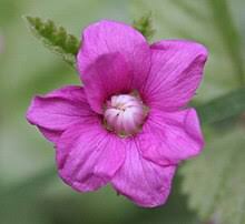 Image result for Rubus pinnatus
