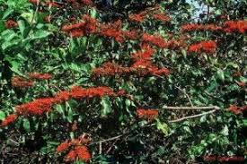 Image result for Combretum microphyllum