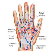 The Human Hand Anatomy Anatomy Drawing Diagram