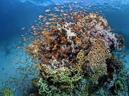 Travel to the great barrier reef for. Klimawandel Kaum Noch Neue Korallen Im Great Barrier Reef