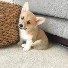 15 Corgi Puppies Who Are So Adorable You Ll Believe In Love Again Puppies Cute Puppy Pictures Dog Allergies