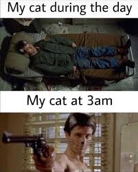 25+ best memes about dank memes | dank memes. My Cat Day Vs Night I Can Has Cheezburger