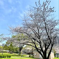 白川 公園 桜