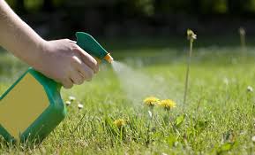 Have you heard about the sunday smart lawn plan? How To Kill Weeds With Homemade Weed Killer And Other Natural Methods Eden