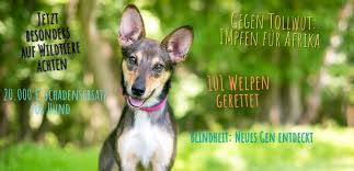 Vad är parvovirus, allmänt känt som parvo, och hur kontraktar hundar det? Home Der Hund