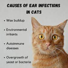 Pet health clinic is a veterinarian servicing sunnyside, wa. Pet Health Clinic Home Facebook