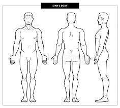 Webgl is required (google chrome recommended). Anatomy Front Adult Male Stock Illustration Illustration Of Educational 2289221