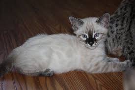 All bengal kittens are health guaranteed and have had their first vaccinations and worming. Gorgeous Charcoal Snow Bengal Bengal Cat Bengal Cat For Sale Bengal Kittens For Sale