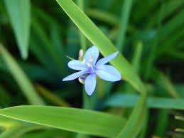 Image result for Aristea ecklonii