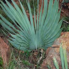 Image result for Boophone disticha