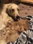 Golden Retriever Puppies for Sale near Southaven ...