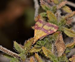 Image result for Pyrausta sanguinalis
