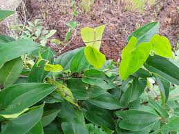 Image result for Dioscorea praehensilis