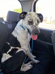 We provide medical care, spay/neuter and vaccinations for dogs that have found themselves deemed not adoptable in our local shelter. Dog For Adoption Marshmallow A German Shorthaired Pointer Labrador Retriever Mix In Tucson Az Petfinder