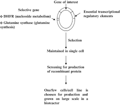 Maybe you would like to learn more about one of these? Production Of Recombinant Pharmaceutical Proteins Springerlink