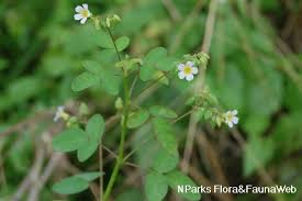 Image result for Oxalis barrelieri