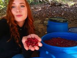 Flash Back to Autumn Olive Moonshine.. These were a pain in the neck to  pick, but I love working with new ingredients! What's something different  you've mashed in?