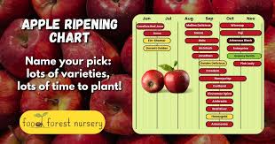 Apple Picking Season - Comprehensive Apple Ripening Chart
