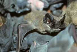 For The Love Of Bats The Real Dirt Blog Anr Blogs