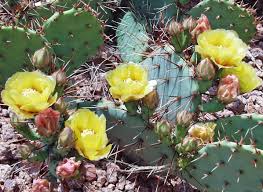 Arizona authorities say a driver escaped injury when his car's windshield was pierced by the trunk of a saguaro cactus during a wreck wednesday on the. Prickly Pear Cactus Sedona Arizona Prickly Pear Prickly Pear Cactus Yellow Flowers