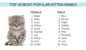 Trendiest Cat Names Of 2012 Kitten Names Girl Cat Names Cute Cat Names