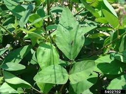 Image result for Desmodium tortuosum