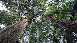 He was arrested and sentenced to death. The Trees Of Life That Became Colonial India S Agents Of Death