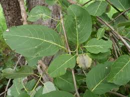 Image result for Combretum collinum