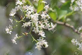 Buy white flowers tree on ebay. Ehretia Laevis Small Tree With Green Leaves And Small White Flowers On Forked Branched Inflorescence Stock Photo Picture And Royalty Free Image Image 40346037