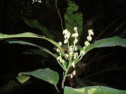 Image result for Rinorea