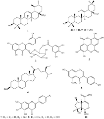 Image result for Adenocarpus mannii