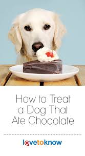 How To Treat A Dog That Ate Chocolate Lovetoknow Dog Ate Chocolate Healthy Puppy Cat Nutrition