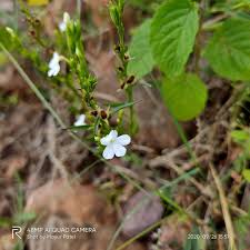 Image result for Striga junodii