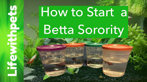 How To Start A Female Betta Sorority Or Community Tank Betta Fish Betta Betta Tank