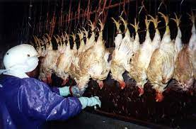 Employee Describes Deliberate Torture Of Chickens At Tyson Slaughter Plant Upc Spring 2003 Poultry Press
