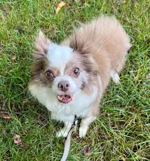 Adopting a long-haired Chihuahua mix from TAPS No-Kill Animal Shelter