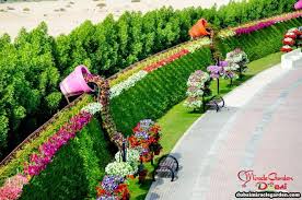 Dubai Miracle Garden World S Biggest Flower Garden Miracle Garden Flower Garden Dubai Garden