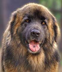 The leonberger is a true gentle giant among the big dog breeds. Gross Schmusig Und Liebevoll
