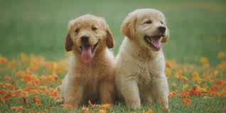 Golden retriever puppies mn cheap. The Golden Retriever