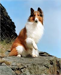 Lassie Lassie Dizisi Cizgi Roman Diyari