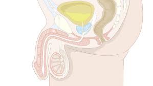 Savesave male anatomy _side view_ labelled.pdf for later. Male Reproductive System Side View Easy Human Body Game Where Is It Natural Sciences Games