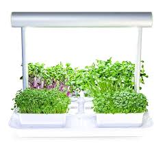 It only takes about three weeks to harvest how to grow microgreens. Microgreens By Leaf Learn Mini Smart Flower Pot Alzashop Com