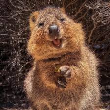 A Quokka Rottnest Island Western Australia This Tiny Island Off The Coast Of Perth Is The Only Place You Can Find Th Quokka Cute Animals Funny Animals
