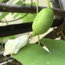 Image result for Coccinia