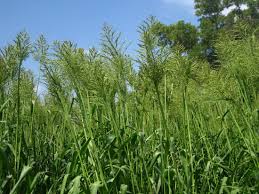 Image result for Panicum trichocladum